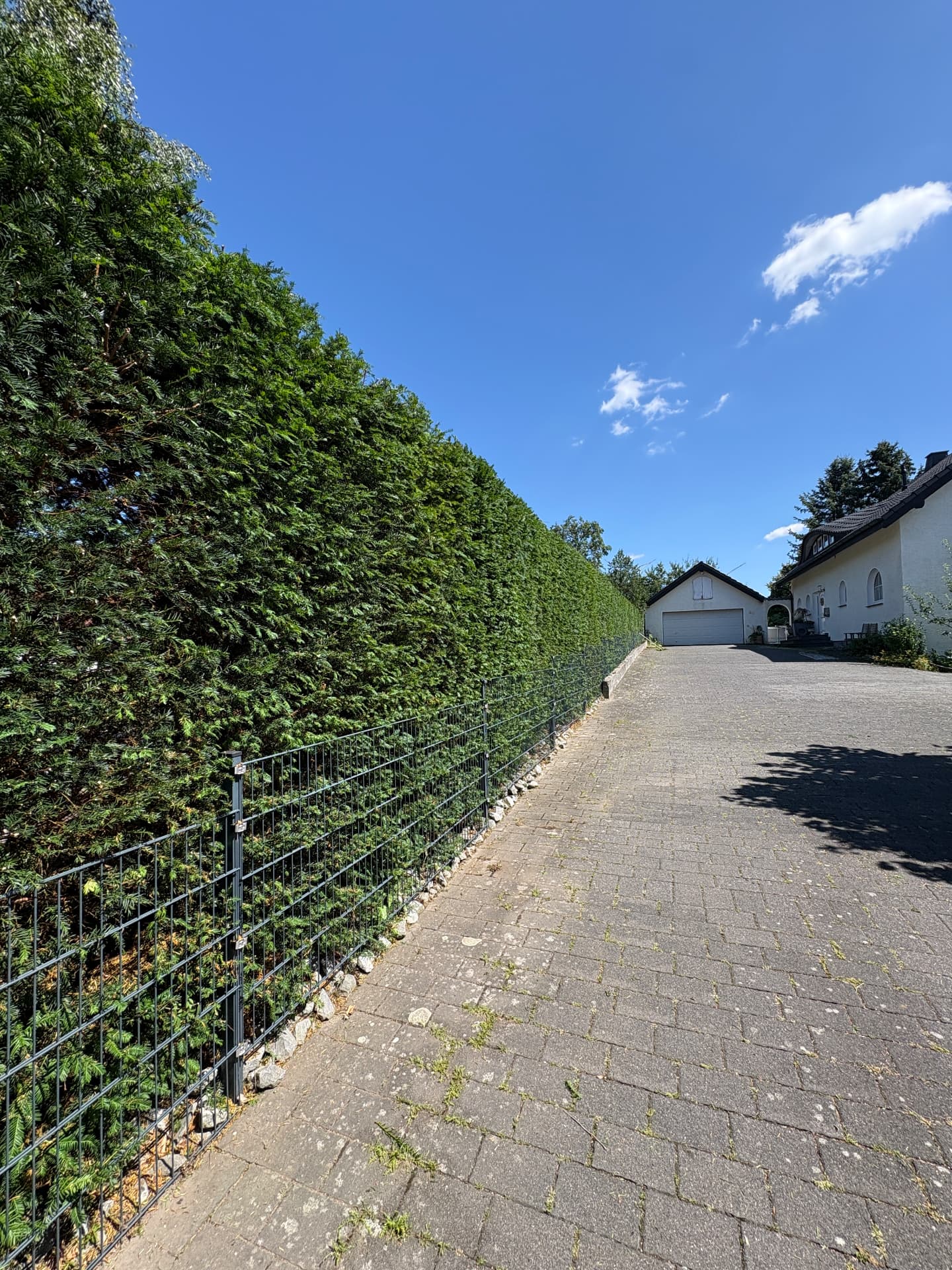 Hecke schneiden — Nachher