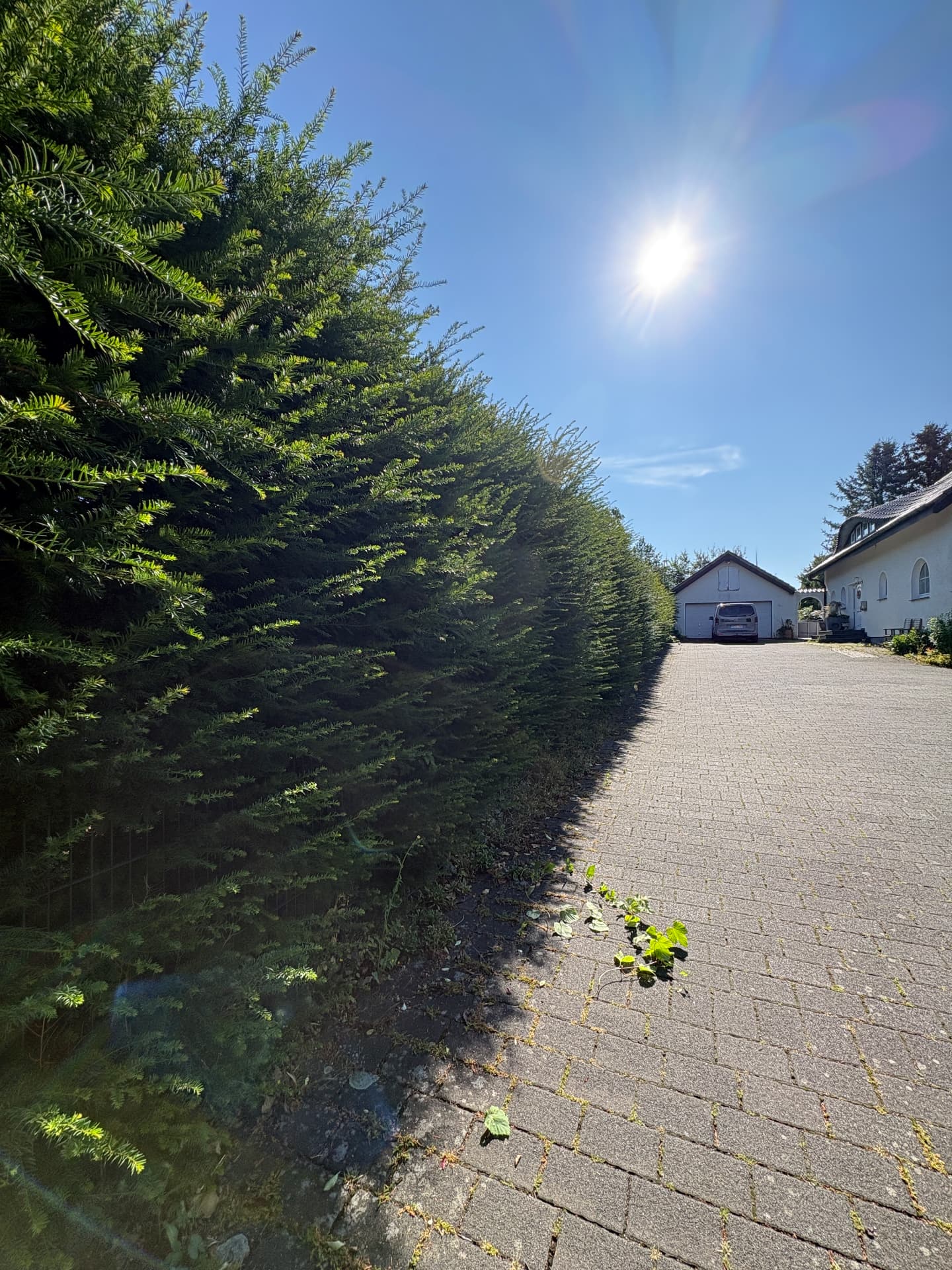 Hecke schneiden — Vorher